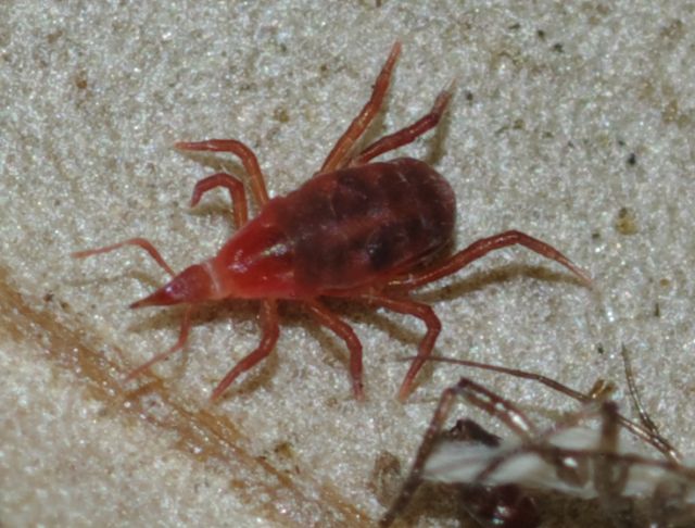 Bdellidae